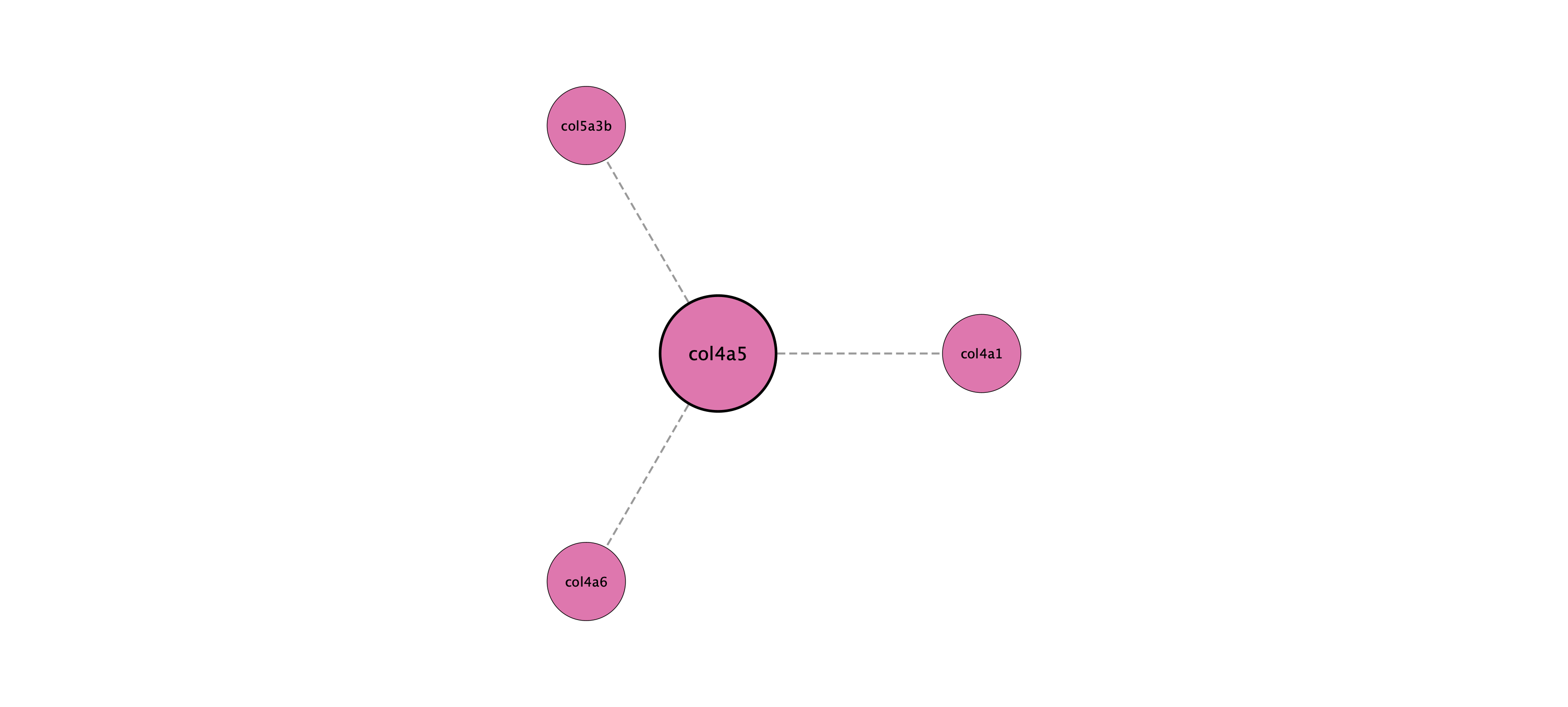 col4a5 protein interaction network